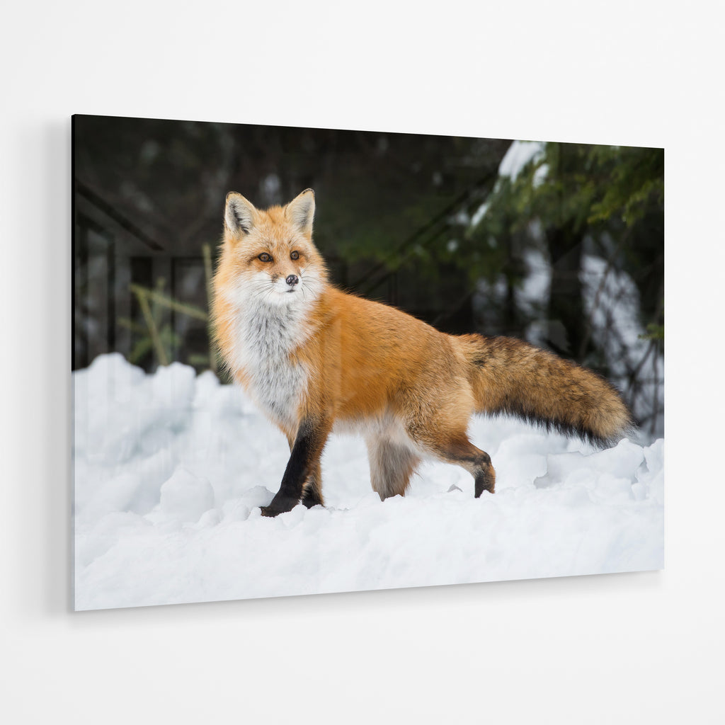 Fox - Cold View