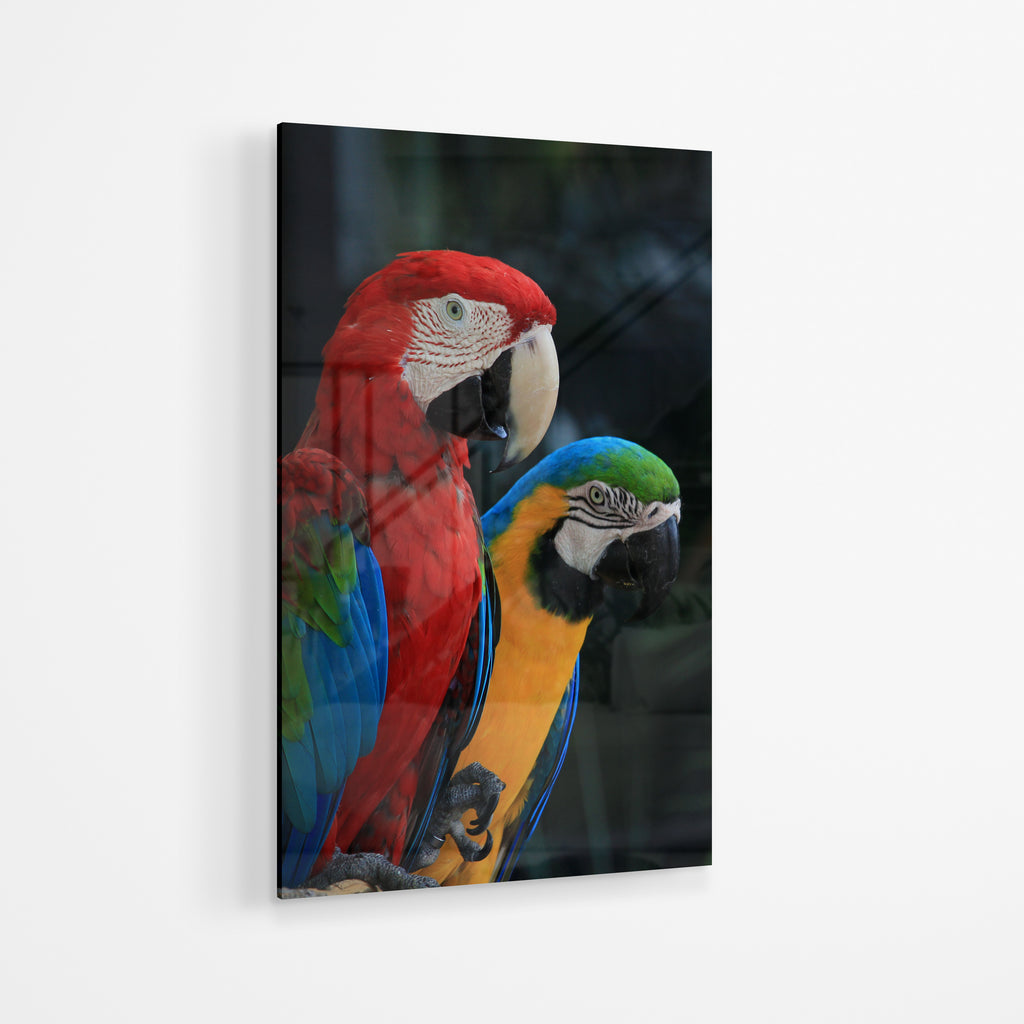 Parrots