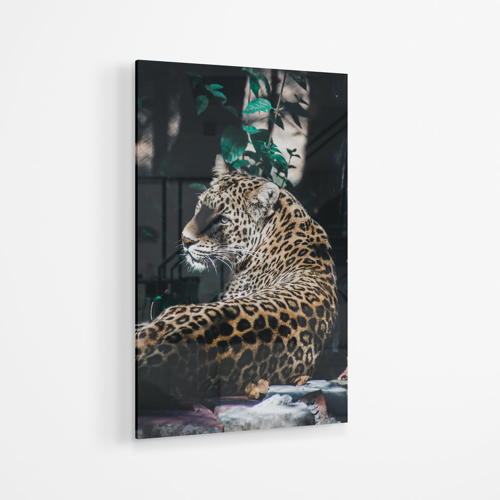 Leopard Sneek