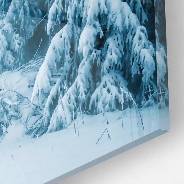 Tigers - Cold Forest