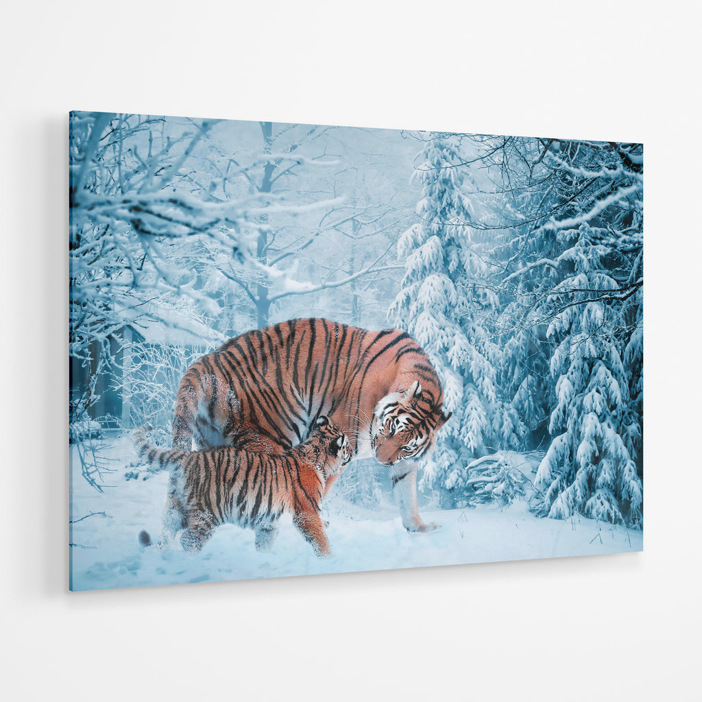 Tigers - Cold Forest